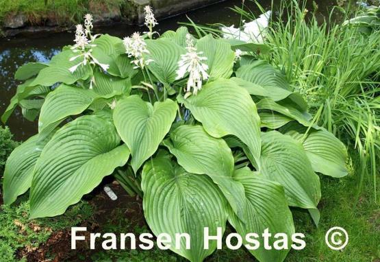 Hosta Green Acres